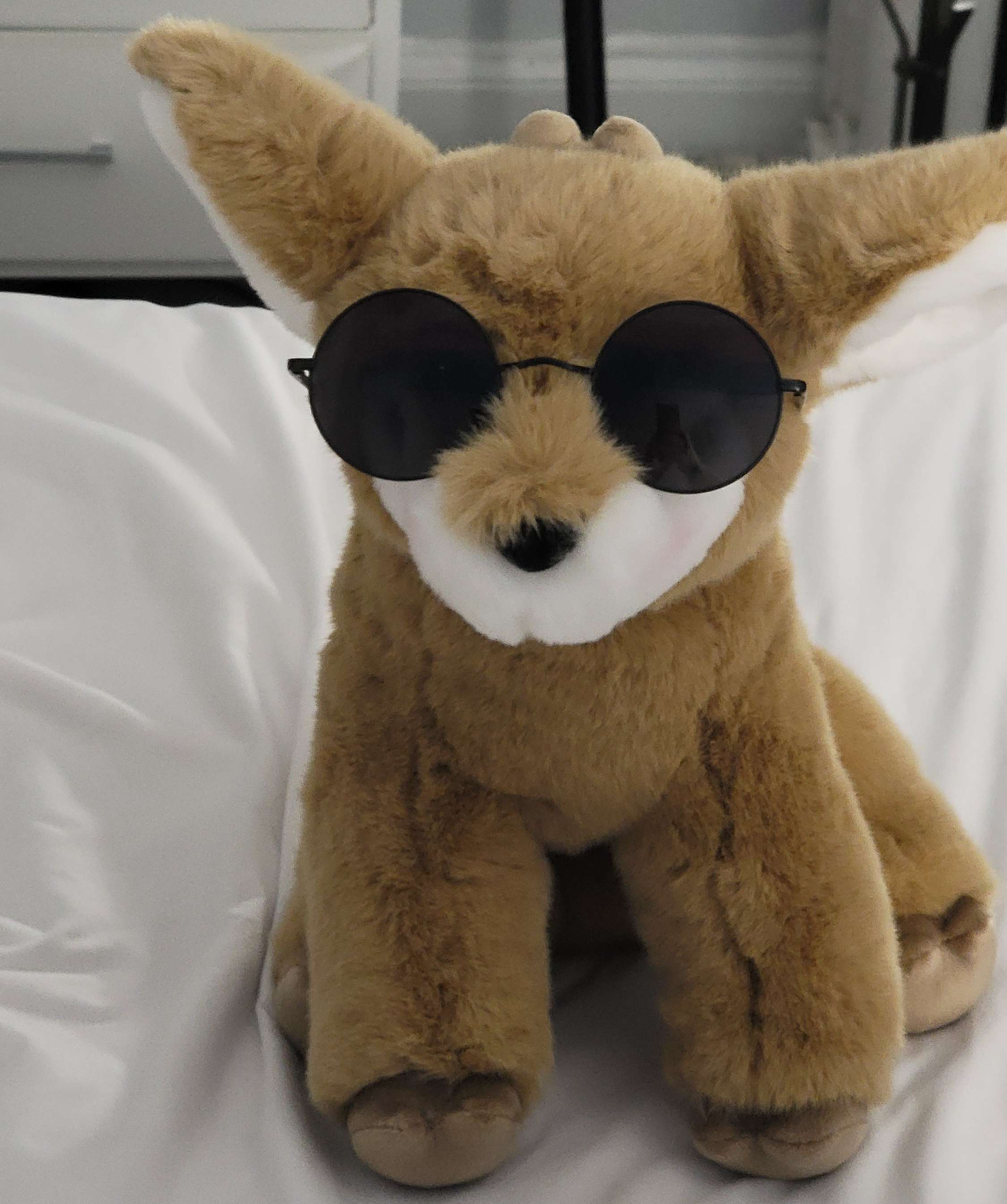 Pumpkin wearing a pair of sunglasses. Looking cool!